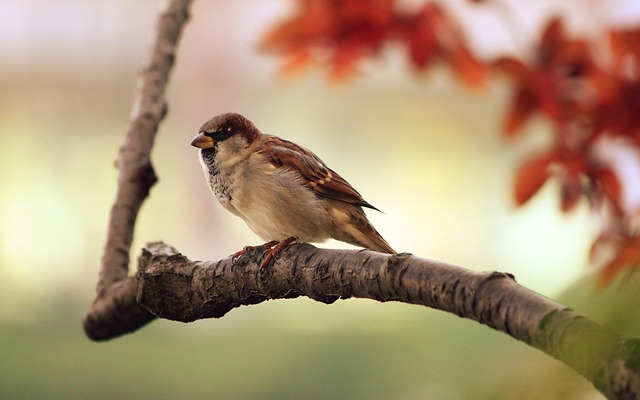Fugletræk: En gåde i din have, der endelig afkodes